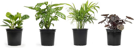 Altman Plants, Classic Houseplant Collection (4PK) Live Plants Indoor Plants Live Houseplants in Plant Pots, Easy House Plants Indoors Live, Snake Plant, Pothos in Potting Soil, Clean Air Plants