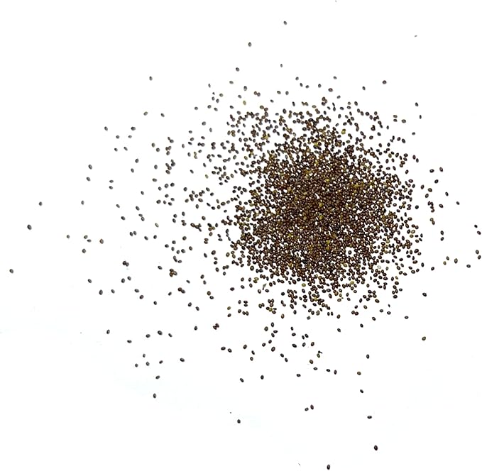 Seed Needs, Pennyroyal Mint Seeds - 1,000 Heirloom Seeds for Planting Mentha pulegium - Medicinal Herb Non-GMO & Untreated for Indoor/Outdoor Gardens (1 Pack)