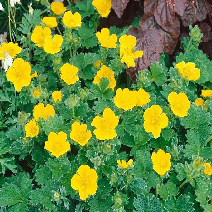 Outsidepride 500 Seeds Perennial Potentilla Gold Sovereign Woolly Cinquefoil Yellow Flower Seeds for Planting
