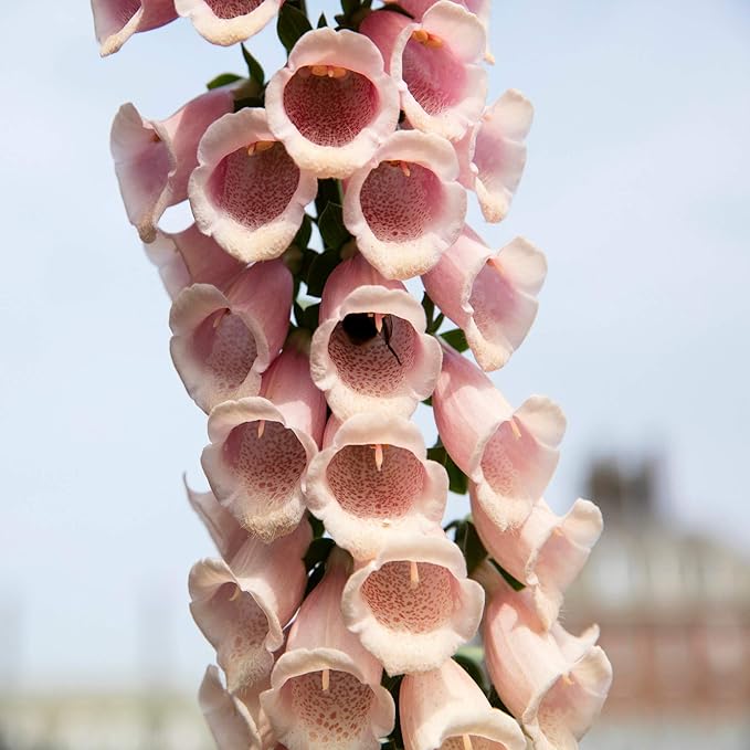 Outsidepride 5000 Seeds Biennial Digitalis Foxglove Apricot Flower Seeds for Planting