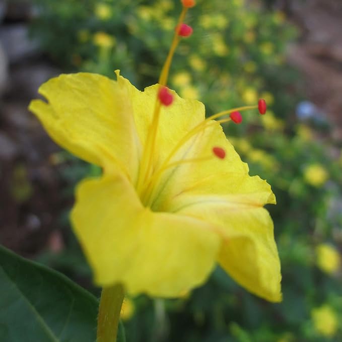 Outsidepride 1/4 lb. Perennial Mirabilis Jalapa Four O' Clock Yellow Flower Seeds for Planting