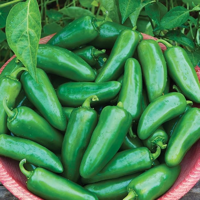 Burpee Big Guy Hot Pepper Seeds 30 seeds