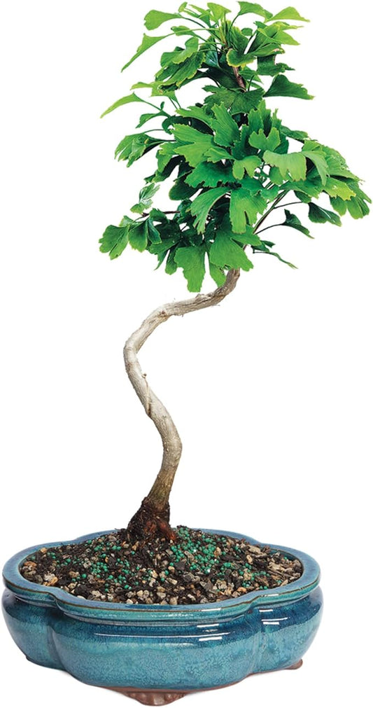 Brussel's Bonsai Live Ginkgo Bonsai Tree - 4 Years, 10 to 14 Inches Tall - Outdoor Bonsai Tree Live in Decorative Ceramic Bonsai Pot