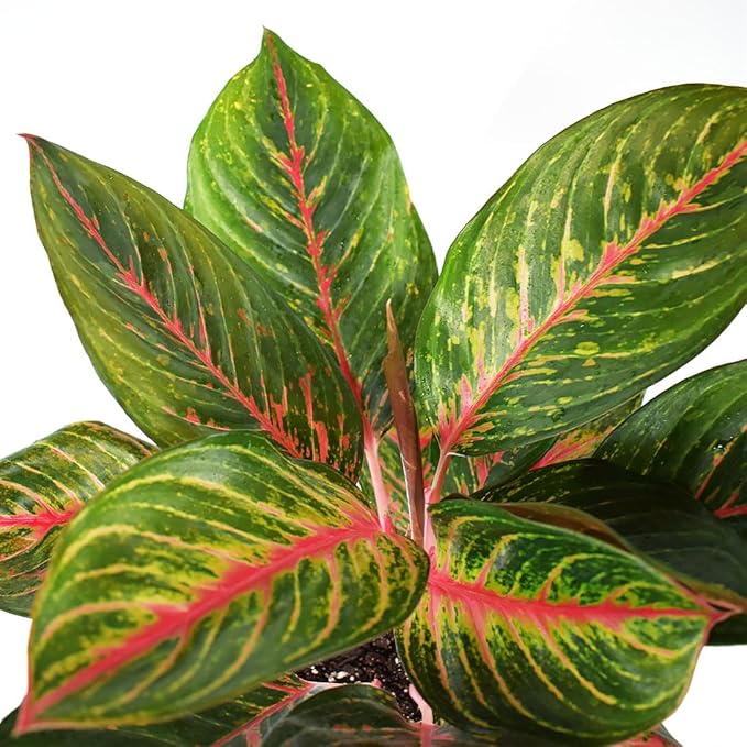AMERICAN PLANT EXCHANGE Aglaonema Garnet Coltrane, 6-Inch Pot, Easy to Care Indoor Houseplant, Tropical Foliage Exotic Live Plant for Home Office & Garden Décor