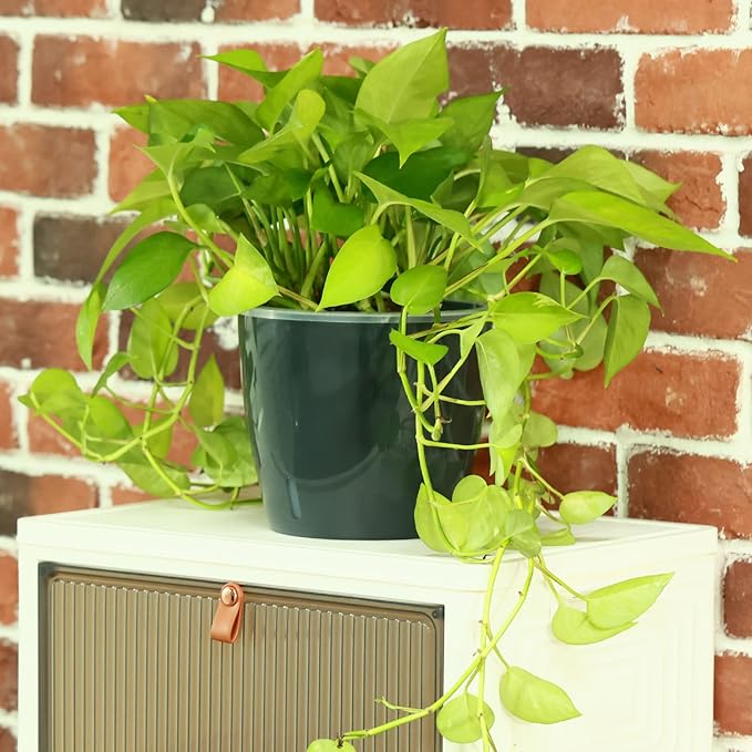 Planterhoma 5 Inch Self Watering Pots for Indoor Plants, 6 Packs African Violet Pots with Water Indicator and Black Wick Pots, Self Watering Planters for Devil's Ivy, Indoor Plant Pots, Grey Gold