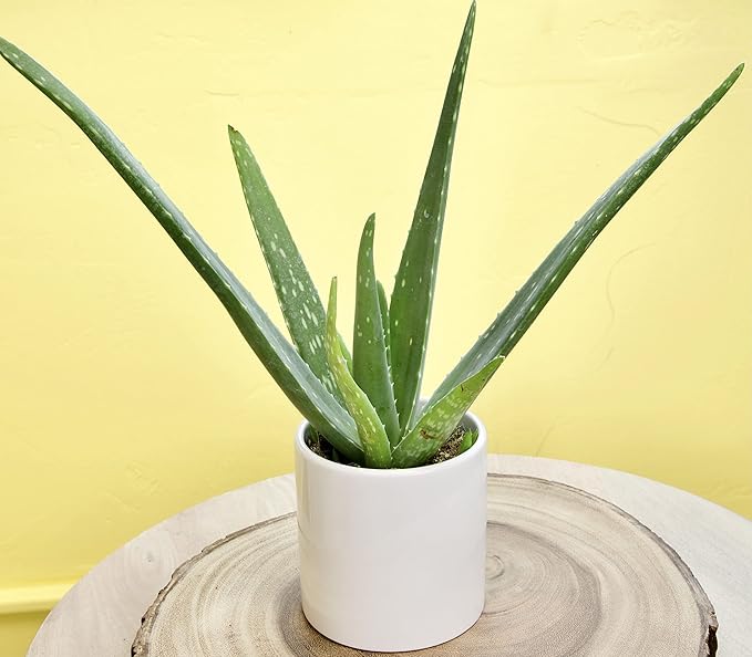 Aloe Vera Plant Live Succulent Plants, Live Aloe Vera Plant Succulents, Live Aloe Plant in Aloe Plant Pot, Aloe Plants Live Indoor Plants, Live Aloe Vera Plant Indoor House Plants by Plants for Pets