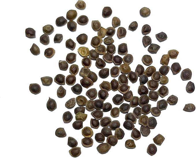 Seed Needs Sensitive Plant Seeds for Planting Mimosa pudica - Heirloom & Open Pollinated Annual Flowers - Pink Blooms with Leaves That React to Touch (1 Pack)