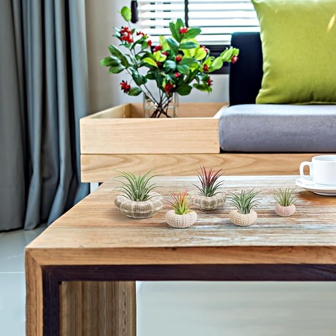 5 Pack Mini Sea Urchin Shell Air Plant Holders- 1.4-3.7 Inch Decorative Airplant Pot, Tabletop Air Tillandsia Succulent Display Container for Home Garden Decor Beach Theme Party Favors (No Plants)