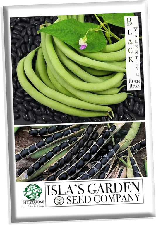 "Black Valentine" Bush Bean Seeds, 50+ Heirloom Seeds Per Packet, Non GMO Seeds, (Isla's Garden Seeds), Botanical Name: Phaseolus vulgaris