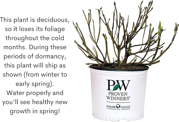 2 Gallon Proven Winners Spirea Double Play Doozie Shrub