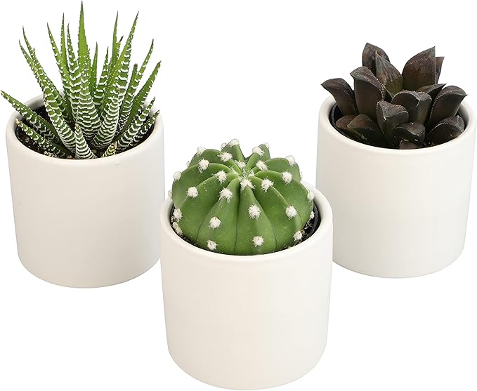 Plants for Pets Live Low Light House Plants in Ceramic Succulent Pots (3 Pack), Gasteria Succulent Plant and Cactus Plants Live with Potting Soil, Haworthia Succulents for Indoor Growing Home Décor