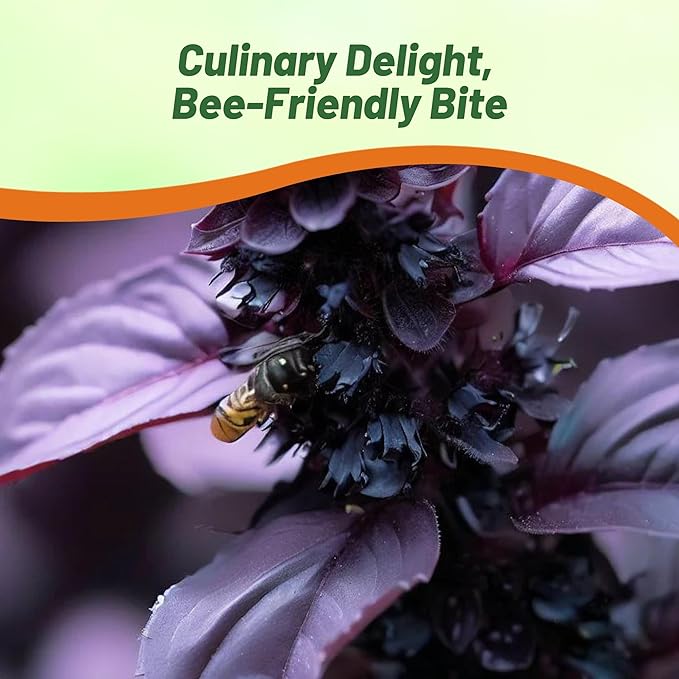 Outsidepride Dark Opal Basil Seeds – 1000 Pieces Annual Purple Basil Herb Seeds, Non-GMO, Ideal for Indoor & Outdoor Gardens, Aromatic Herb Borders for Fresh Flavor & Fragrant Foliage (AAS Winner)