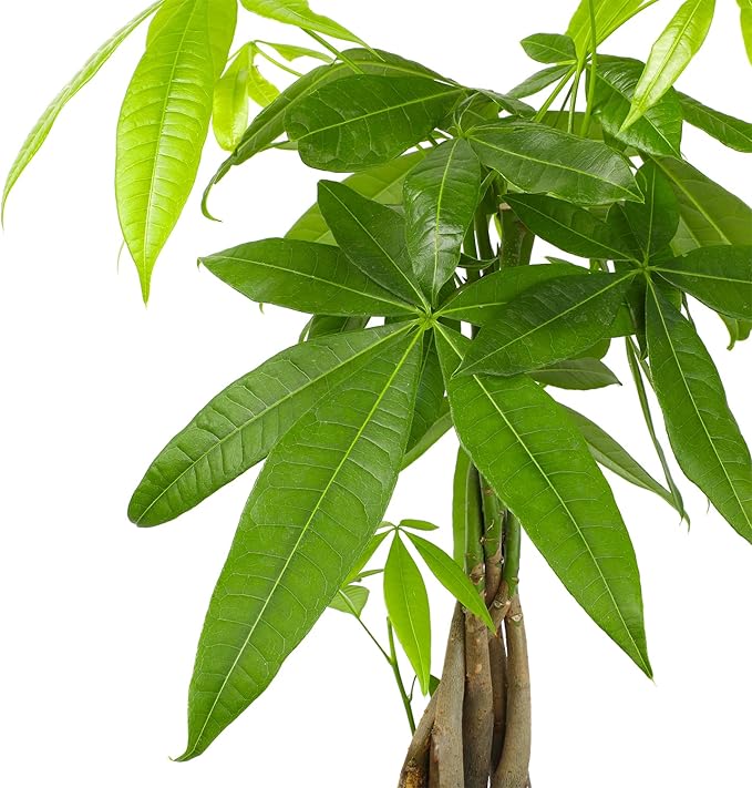 Money Tree Plant Indoor House Plants, Chinese Money Plant Decor, Bonsai Tree Feng Shui Decor, House Plants Indoors Live Plants Indoor Plants Live Houseplants Live Indoor Live Plants by Plants for Pets