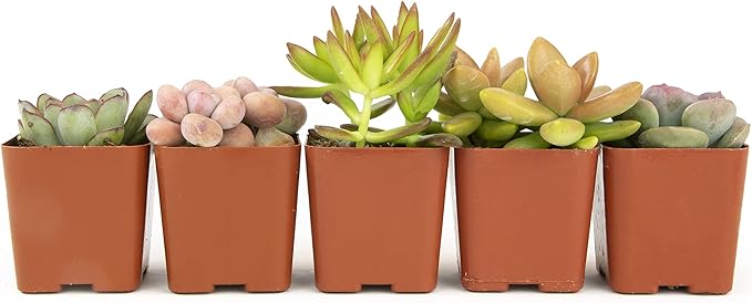 Altman Plants, Live Succulents Plants Live Houseplants (5PK), Succulent Plants Live Indoor Plants, Live Plants Indoor Live House Plants, Succulent Plant Kit, Live Cactus Plants Live in Succulent Soil