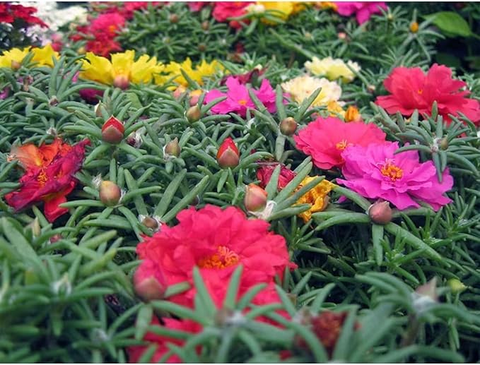 10000 Mixed Moss Rose Seeds - HOA Mười Giờ - AKA. Portulaca Grandiflora Mix, Moss-Rose Purslane, Eleven O'clock, Mexican Rose, Sun Rose, Rock Rose, Heat & Drought Tolerant 2 Grams