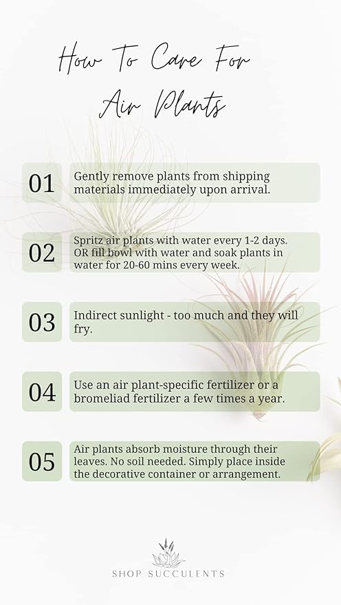 Shop Succulents | Assorted Collection for Home Décor, DIY Terrariums Variety of Species, Tropical House Plant, 50-Pack, Mix