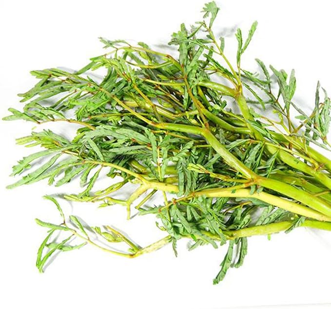 300+ Sensitive Plant Seeds - Heirloom Non-GMO Seeds for Planting Microgreens Herb Seeds for Indoor/Outdoor Garden