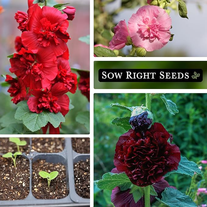 Sow Right Seeds - Double Flower Mixed Hollyhock Seeds for Planting - Non-GMO Heirloom Packet with Instructions to Plant an Outdoor Cottage Garden - Tall Ruffled Mix of Pink, Yellow, Red & White (1)