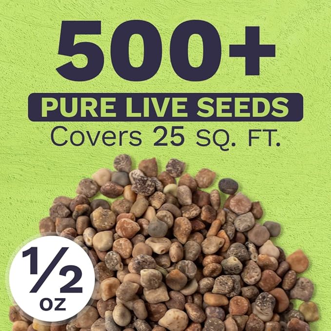 Texas Bluebonnet Wildflower Seeds - Bulk 1/2 Ounce Packet - Over 500 Native Seeds - Texas State Flower!