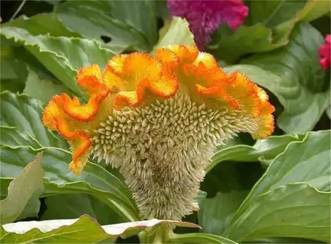 Garden Plant Seed Flower Seed Cockscomb Mixed Colors Dwarf Celosia Cristata Nana Jessica - 300 Celosia Seeds