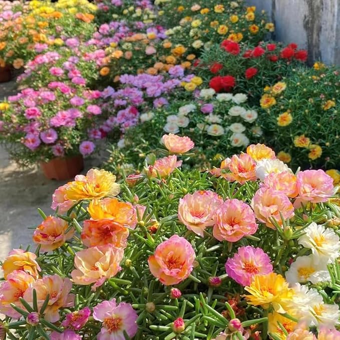 10000 Mixed Moss Rose Seeds - HOA Mười Giờ - AKA. Portulaca Grandiflora Mix, Moss-Rose Purslane, Eleven O'clock, Mexican Rose, Sun Rose, Rock Rose, Heat & Drought Tolerant 2 Grams