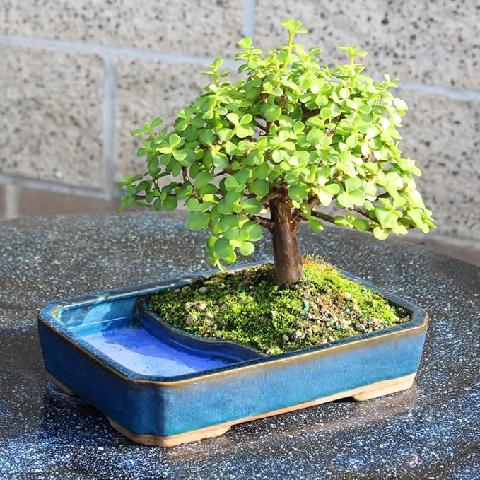 Brussel's Bonsai DT9050WP Indoor Bonsai Tree, Dwarf Jade, MEDIUM, Green