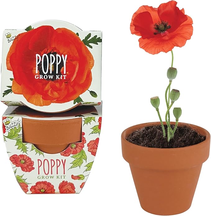 BUZZY Seeds Terracotta Mini Grow Pots | Herb, Plant, Flower Starter Kit for Kids & Adults | Assorted 12-Pack, Poppy | Guaranteed to Grow | Best Indoor Grow Your Own Plant Gardening Gift