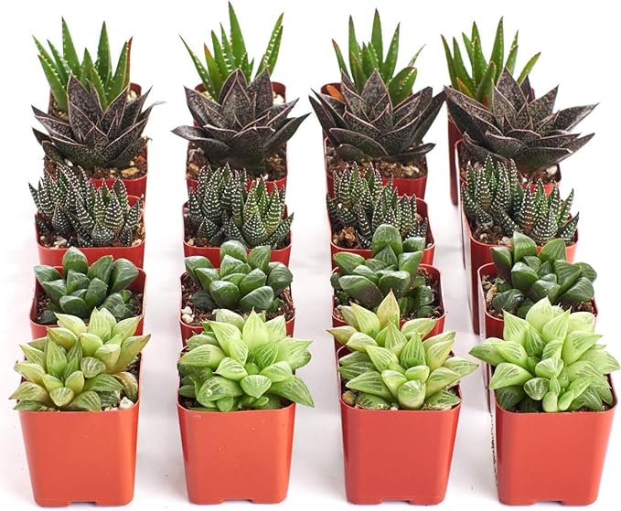 Shop Succulents | Haworthia Collection | Assortment of Hand Selected, Fully Rooted Alluring Miniature Aloe Live Indoor Succulent Plants, 20-Pack,