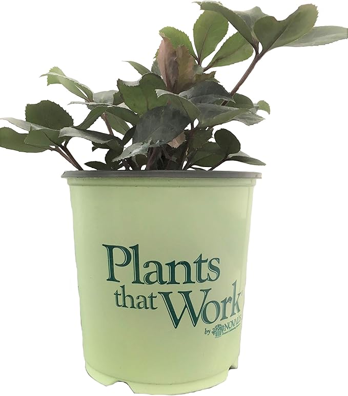 Lenten Rose 'Pink Frost' -Helleborus 'Pink Frost' - 19cm