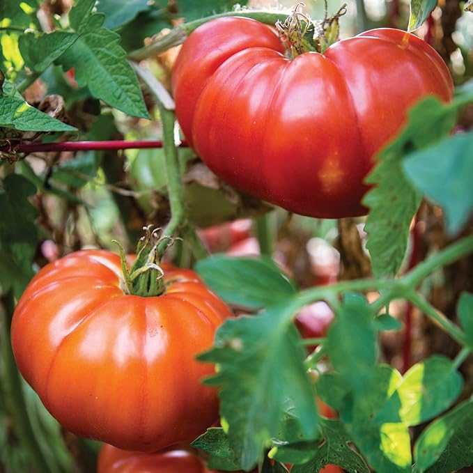 Burpee 'Madame Marmande' Hybrid | Red Beefsteak Slicing Tomato | 30 Seeds