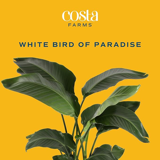 Costa Farms White Bird of Paradise, Strelitzia nicolai, Live Indoor Plant in Décor Planter Pot, Air-Purifying Tropical Houseplant, Housewarming Gift, Living Room, Office, and Home Decor, 3-4 Feet Tall