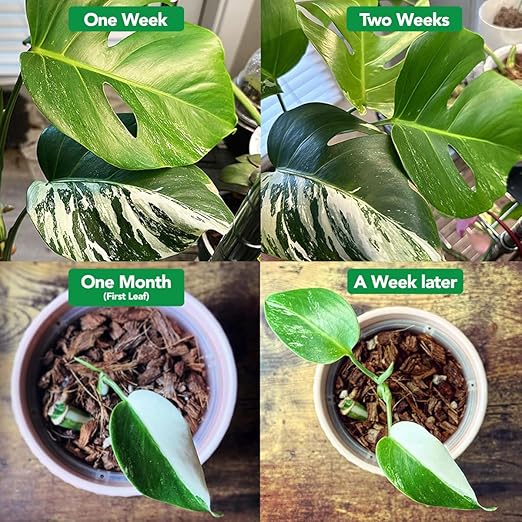 Noot Bio-Organic Plant Food Liquid Fertilizer - Makes 7 Gallons - Root Boosting Mycorrhizae - Fast Growth for Monstera, Aroid, Succulent, Orchid, Calathea, Philodendron - Use Every Watering (2 Vials)