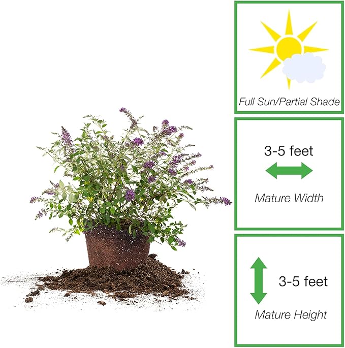 PERFECT PLANTS Nanho Butterfly Shrub 1 Gallon | Live Bush for Outdoor Planting | Attracting Pollinators Like Butterflies, Bees, and Hummingbirds | Gorgeous Purple Flowers in Spring