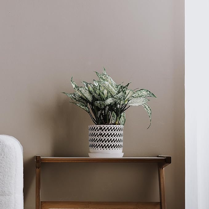 6 Inch Plant Pots: Ceramic Planter Pot with Drainage Hole & Saucer - Planters for Indoor/Outdoor Plants - Flower Pot with Bonded Tray for Home/Office - Wave Stripe Debossed