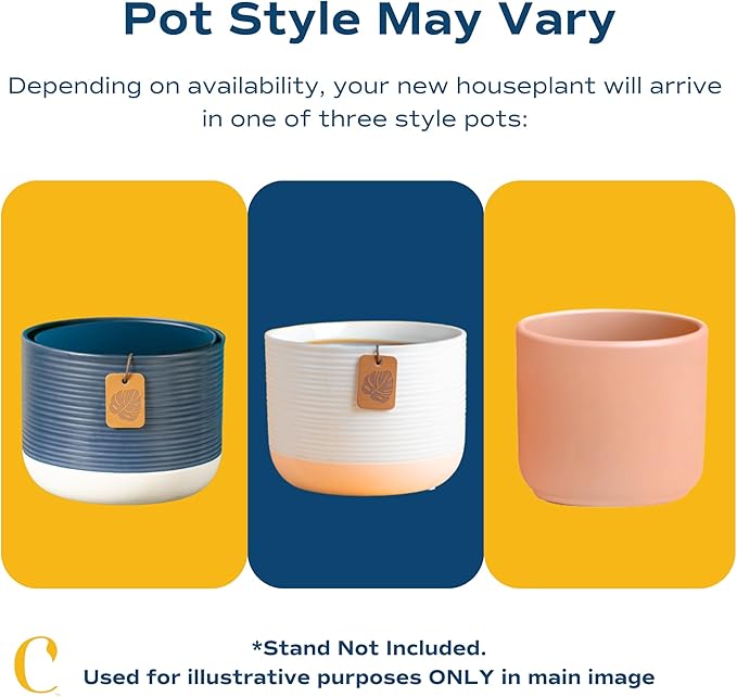 Costa Farms Live Indoor Snake Plant, Sansevieria 12-Inches Tall, Decor Planter