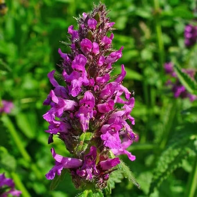 CHUXAY GARDEN 40 Seeds Betonica Officinalis,Common Hedgenettle,Betony,Purple Betony,Wood Betony,Bishopwort,Bishop's Wort Drought Tolerant Flowering Mint Plant Low-Maintenance