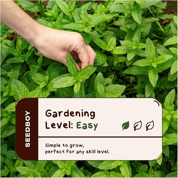 Organic Peppermint Herb Seeds for Indoor Gardening or Planting Outdoors, Non-GMO and USDA Certified Herb Seed Packets, 250 Seeds/20 mg (Peppermint)