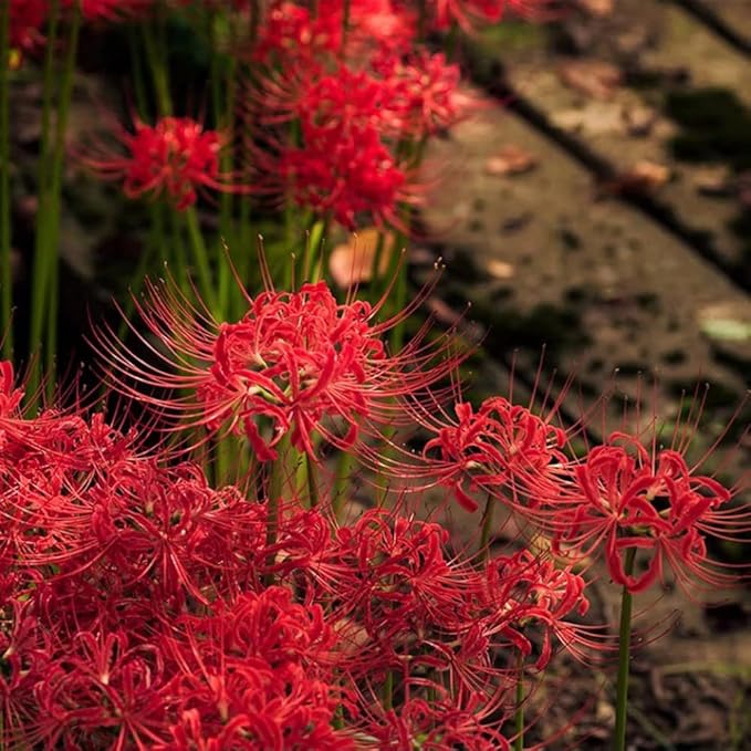 3pcs Red Lycoris Radiata Bulbs Nerine Bowdenni Bulbs Red Bowden Lily Bulbs Red Spider Lily Hardy Easy to Plant Red Cornish Lily Bulbs