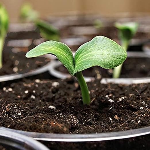 Coast of Maine, 8qt (Pack of 2) Sprout Island Blend, Organic & Natural Seed Starter for Seed Germination & Root Plant Cuttings