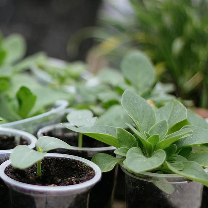 100 Pack 3 Inch Clear Nursery Pots Variety Pack, Clear Plastic Nursery Pot for Plants, Durable Seed Starting Pot with Drainage Holes, Flexible Transparent Pot