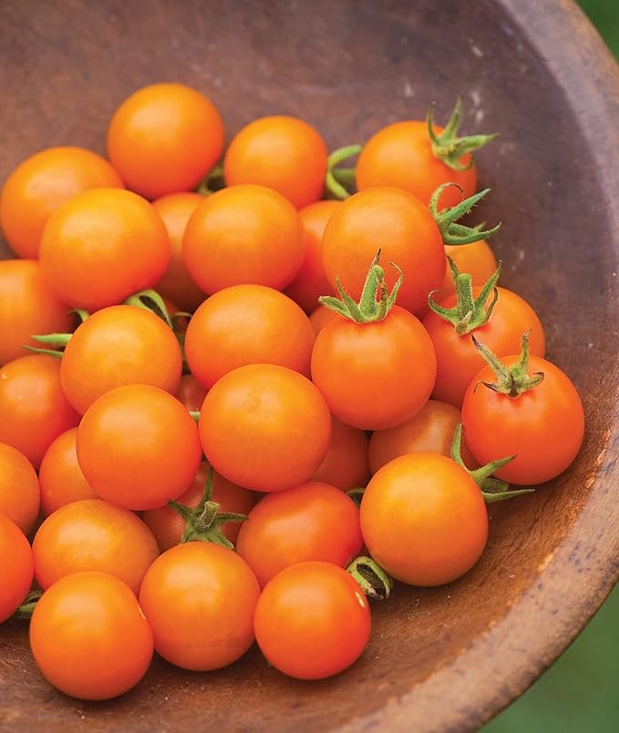 Burpee 'Sun Gold' Hybrid , Sweet Orange Cherry Tomatoes , 30 Non-GMO Seeds