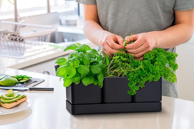 D'vine Dev Herb Garden Planter Set, Plastic Plant Pots with Drainage and Saucer, Indoor Succulent Cactus Vegetable Pot for Windowsill, Garden Balcony, Black, Set of 1, 76-V-B-1