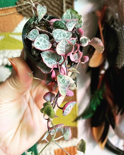 Noot Rooting Rescue Mix - 1 Quart - Coconut Chips Fibers Coco Coir Coarse Perlite - Root Rot Treatment - Rapid Roots for Propagation - Pre-Soaked & Ready to Use