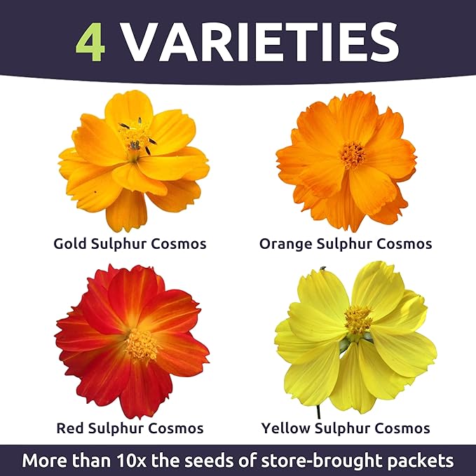 Sulphur Cosmos - Bright Lights Mix - Large 1 Ounce Packet - 3,500 Flower Seeds for Planting - Wildflower Mix