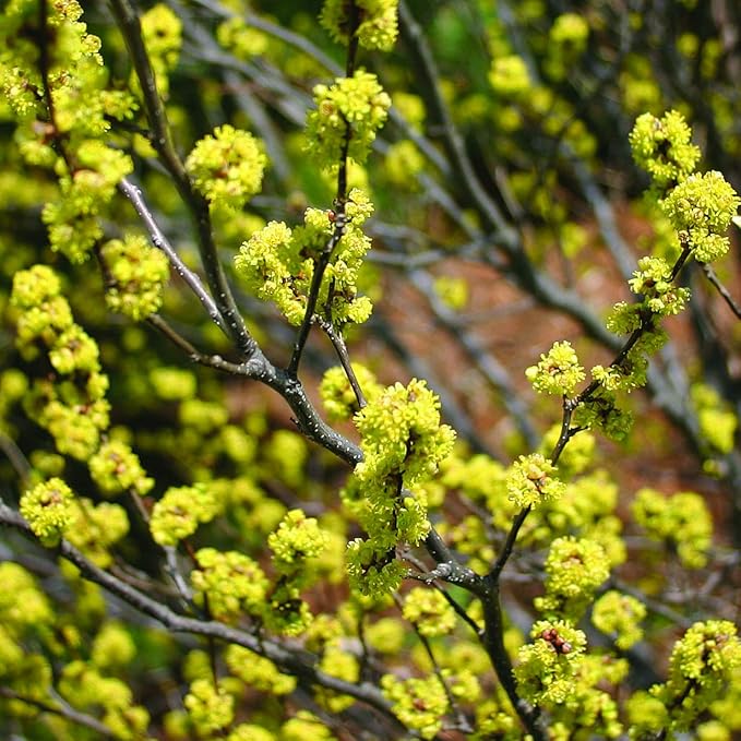Green Promise Farms LINDERA Benzoin (Spicebush) Shrub, 2-Size Container, Yellow Flowers