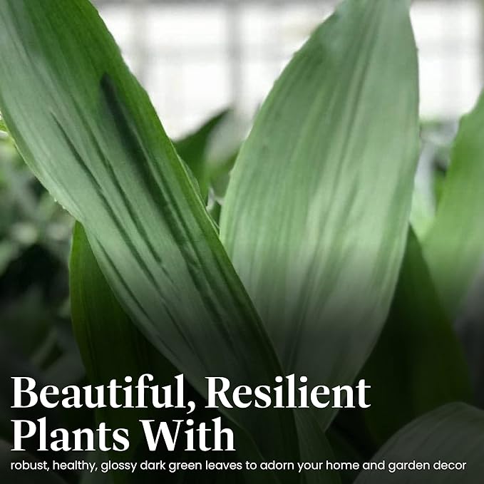 American Plant Exchange Cast Iron Plant, Easy Care Indoor Houseplant, Wide Green Foliage, Thrives on Neglect, Low-Light & Pet Safe, 6-Inch Pot, Live Home, Garden, Office, Patio Décor