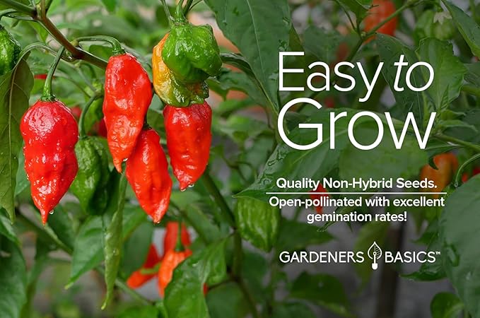 Gardeners Basics, Ghost Pepper Seeds for Planting Spicy Hot - Heirloom Non-GMO Hot Pepper Seeds for Home Garden Vegetables Makes a Great Plant Gift for Gardening