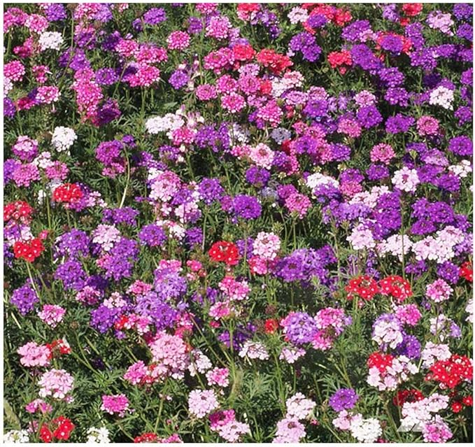 Marde Ross & Company Moss Verbena - Ground Cover - Mixed Colors for Zones 6-10 - 3300 Seeds