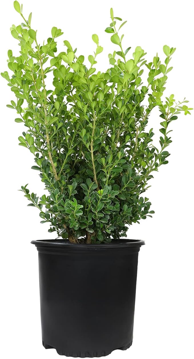 Buxus Japonica Plant (1G), Boxwood Shrubs Live in Planters for Outdoor Plants Live Evergreen Trees Live Plants, Live Outdoor Plants Potted Plants Live Outdoor, Live Trees Live Plant by Plants for Pets