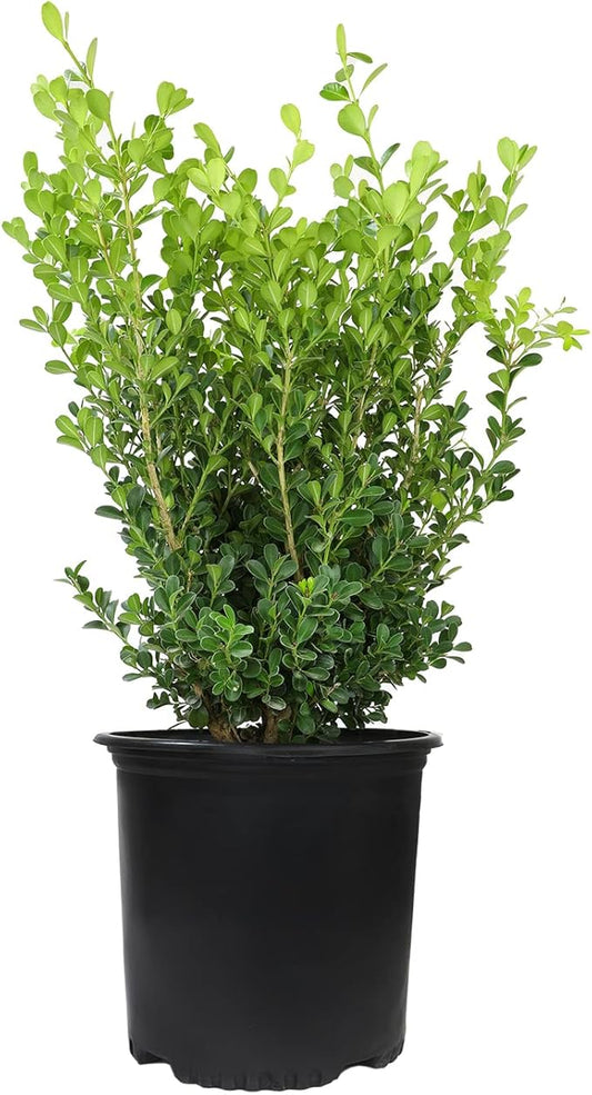 Buxus Japonica Plant (1G), Boxwood Shrubs Live in Planters for Outdoor Plants Live Evergreen Trees Live Plants, Live Outdoor Plants Potted Plants Live Outdoor, Live Trees Live Plant by Plants for Pets
